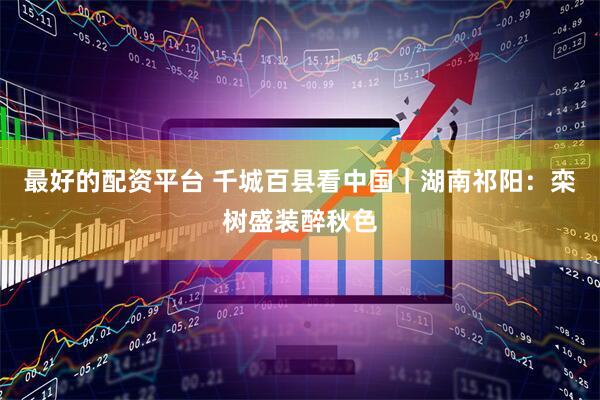 最好的配资平台 千城百县看中国｜湖南祁阳：栾树盛装醉秋色